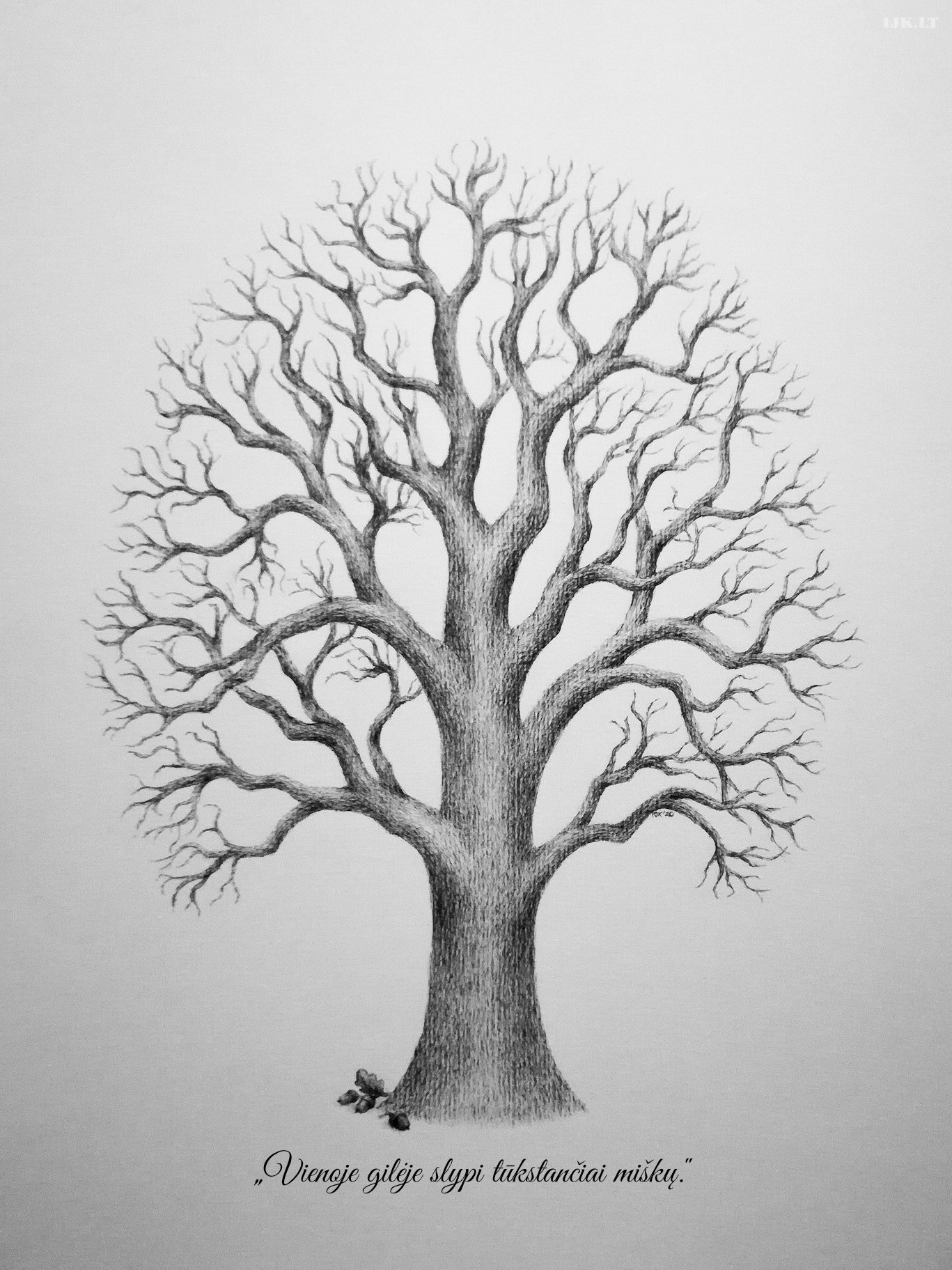 Oak, botanical illustration