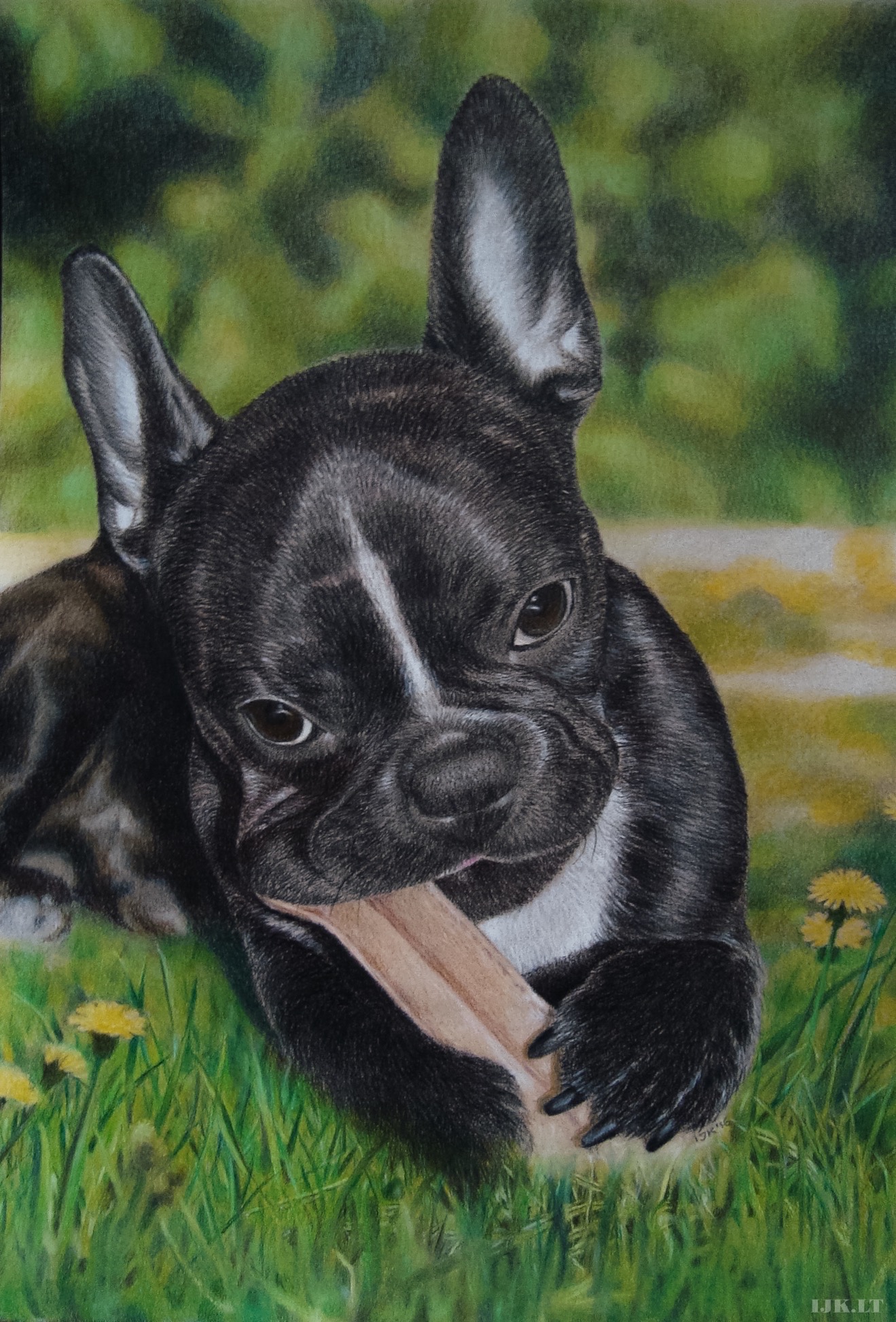 Šuniuko portretas, šuns piešinys, šuo, nupieštas pieštukais, gyvūno paveikslas, gamta, augintinių portretai iš nuotraukų